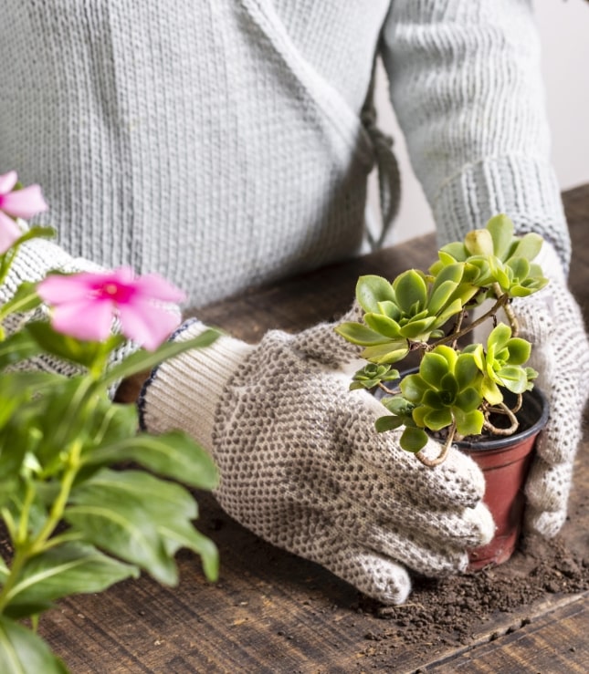 Garden planning